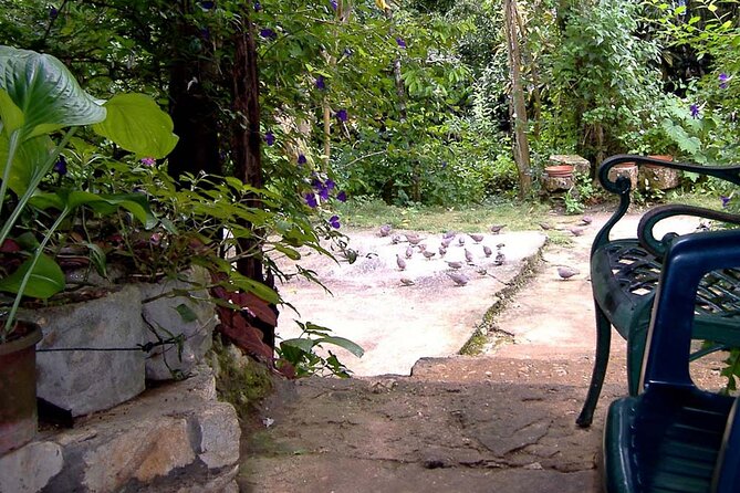 Rockland Bird Sanctuary plus Montego Bay Highlights & Shopping Private Tour - Practical tips to make the bird feeding part click