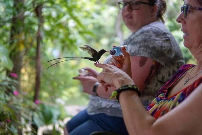 Rockland Bird Sanctuary plus Montego Bay Highlights & Shopping Private Tour - Meet the birds from a comfortable mountaintop setting