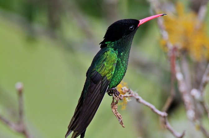 Rockland Bird Sanctuary Private Tour - Bird spotting with a real guide: how the experience gets better than DIY