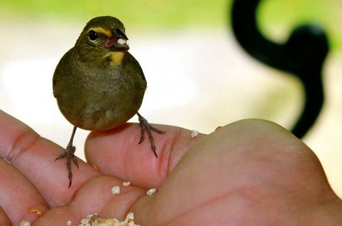 Rockland Bird Sanctuary Tour [Transportation] Hotel Pick-Up - What the tour price covers, and the real cost math