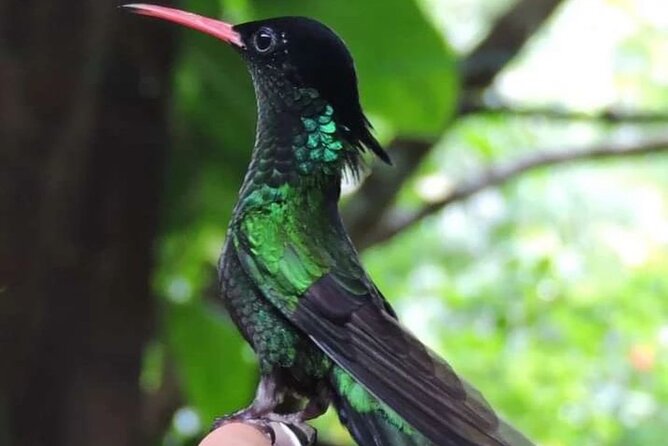 Rocklands Bird Sanctuary and Montego Bay Highlights - Rocklands and Montego Bay: the short drive that feels like a day trip