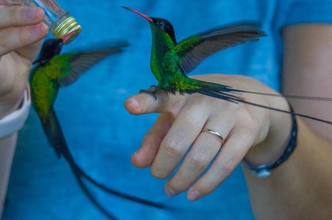 Rocklands Bird Sanctuary and Montego Bay Highlights - More than hummingbirds: spotting Jamaica’s wider birdlife