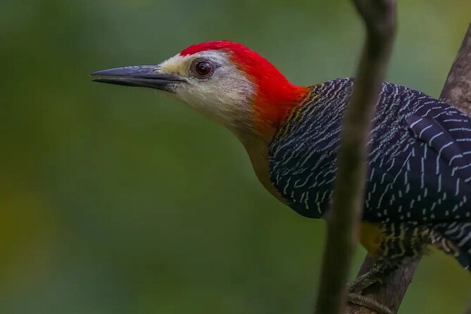 Rocklands Bird Sanctuary and Montego Bay Highlights - Comfort and logistics: the practical side of a private 2-hour tour