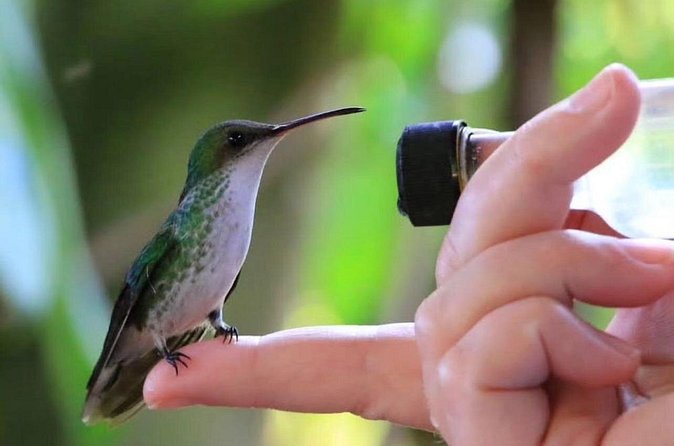 Rocklands Bird Sanctuary and Montego Bay Highlights - What I’d bring (and how to get the best bird time)