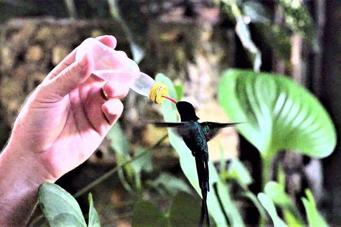 Rocklands Bird Sanctuary and Montego Bay Highlights Tour from Falmouth - Montego Bay Classics: Sam Sharpe Square and St James Parish Church