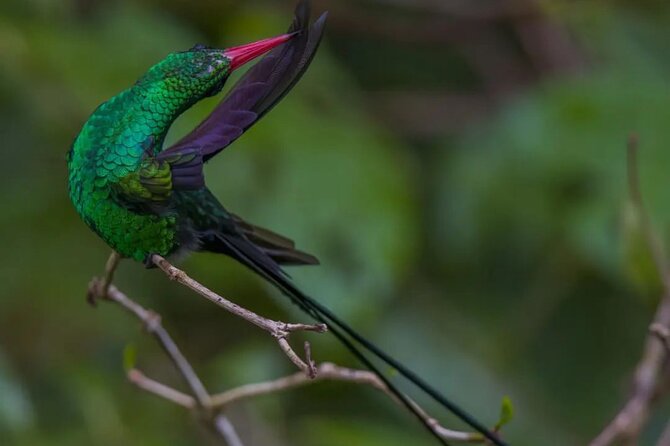 Rocklands Bird Sanctuary and Montego Bay Highlights - The views from Anchovy hills are a real part of the plan
