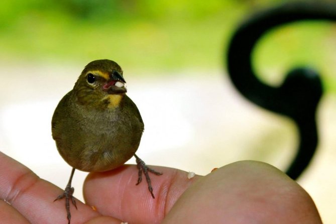 Rocklands Bird Sanctuary & City Highlights plus Shopping from Montego Bay - Richmond Hill Great House area: viewpoints where the colonial home used to be