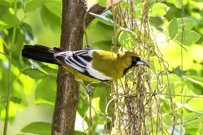 Rocklands Bird Sanctuary & City Highlights plus Shopping from Montego Bay - Rocklands Bird Sanctuary: Doctor Bird nectar and finger-perching moments