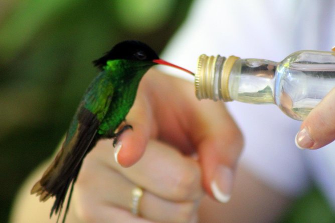 Rocklands Bird Sanctuary & City Highlights plus Shopping from Montego Bay - Bird etiquette and photo sanity tips (so the magic stays calm)