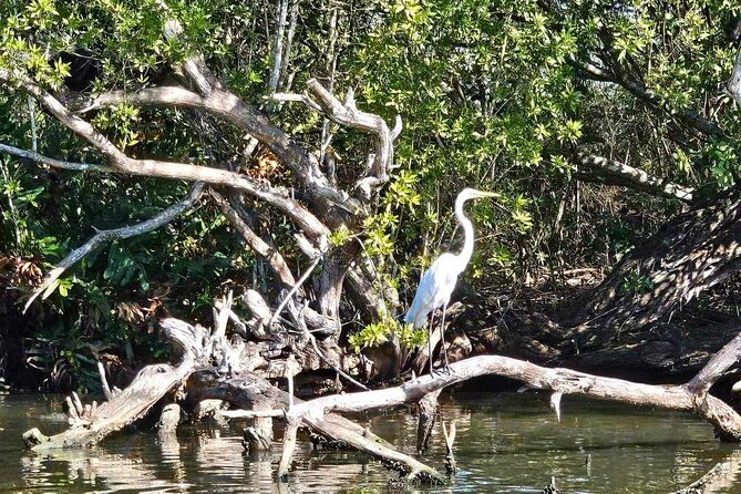 Scenic & Historical Nature Boat Safari Up the Negril River - Should you book this Negril River nature boat safari?