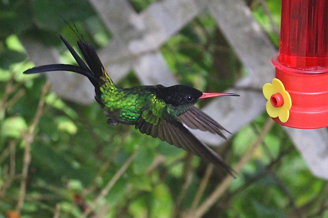 Skip the Line: Ahhh Ras Natango Gallery and Garden Admission Tickets - Key things I think you will care about