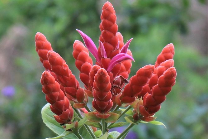 Skip the Line: Ahhh Ras Natango Gallery and Garden Admission Tickets - Weather, timing, and what to wear in Jamaica’s heat