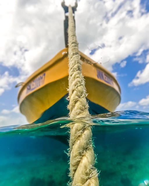 Snorkeling in Montego Bay with Transportation - In the water: what you’re likely to see during the reef swim