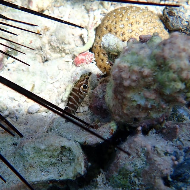 Snorkeling in Montego Bay with Transportation - Price and value: is $133 per person a fair deal here?