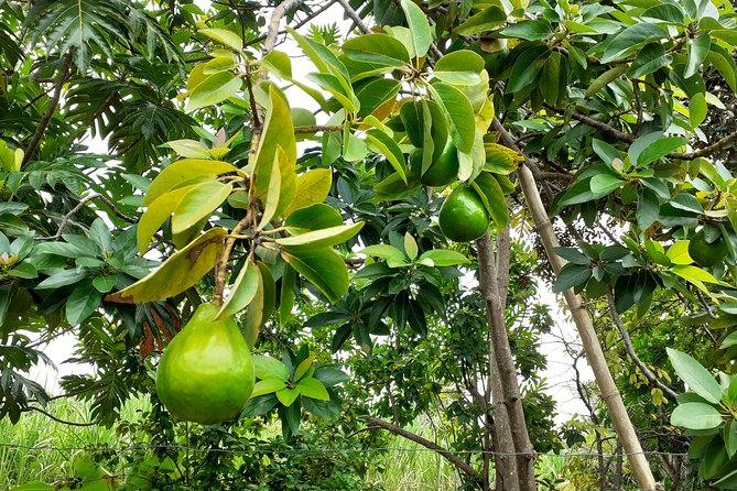 Stepping High Mountain Rastafari Herbs Tour - Getting From Negril to Westmoreland Parish