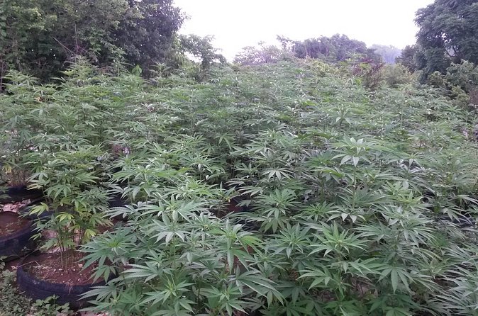 Stepping High Mountain Rastafari Herbs Tour - Price and Value: What $140 Really Buys You