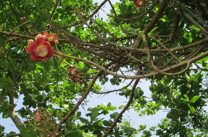 Stepping High Mountain Rastafari Herbs Tour - Timing and What to Expect From the Half-Day Feel