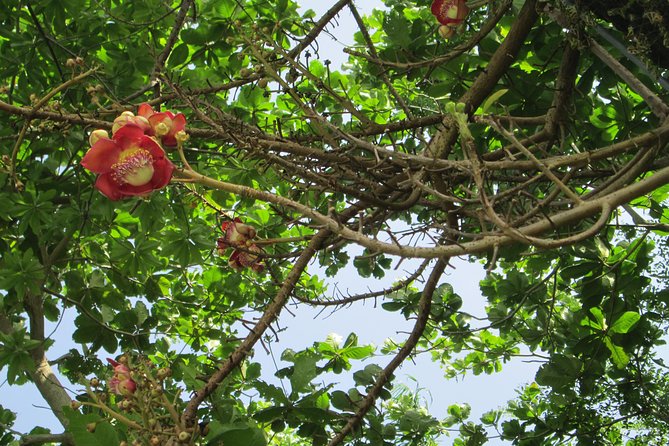 Stepping High Mountain Rastafari Herbs Tour - Jamaica Hidden Treasures: Herbs, Crops, and a Mountain View