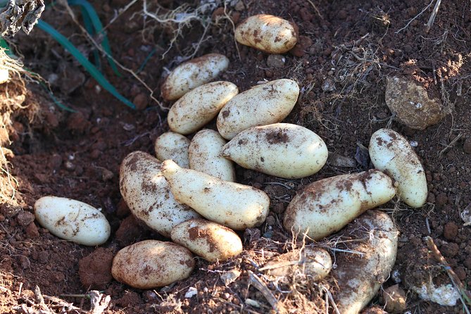 Taste of Jamaica Farm Cookout - Medicinal Herbs, Plant Walks, and the Fun Side of Food History