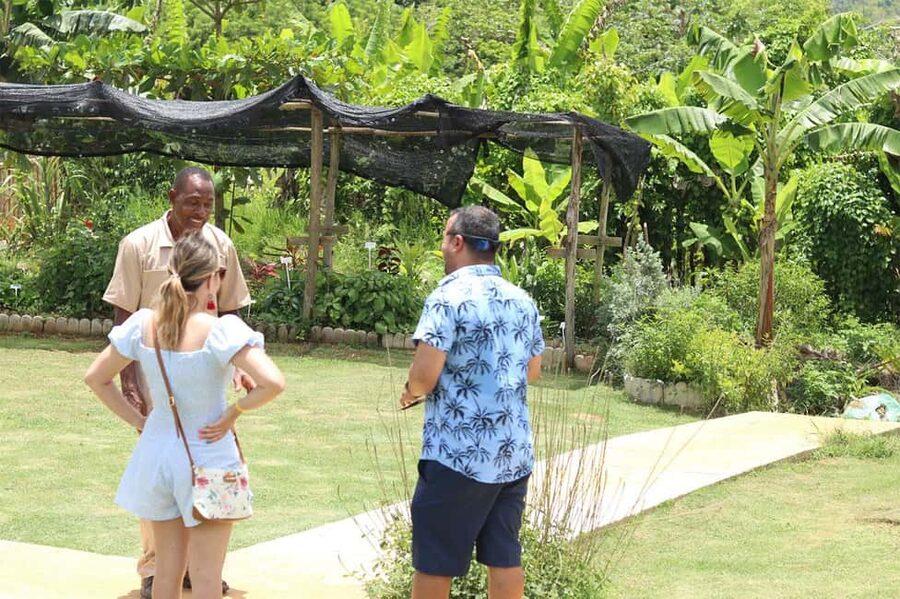 Taste of Jamaica Farm & Food Tour - The Herbal Garden Walk: Medicinal Herbs With Names You Can Use
