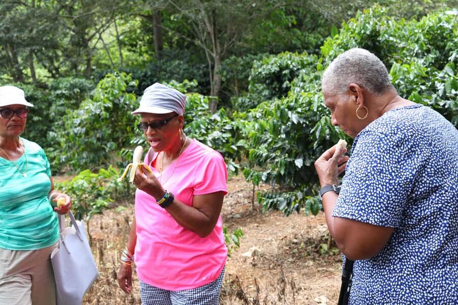 Taste of Jamaica Farm & Food Tour - Farming Life Around the Property: Produce, Coffee, Fruit Trees, and Animals