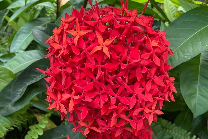 Tour to Fern Gully and Konoko Falls and Park - Colgate fruit and coconut: a simple stop that adds local flavor
