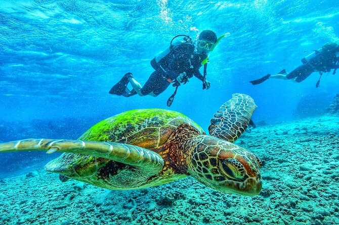 Two Tank Dive in Montego Bay w/Certified Divers - What You’ll See Underwater: Coral Reef Life in Jamaica