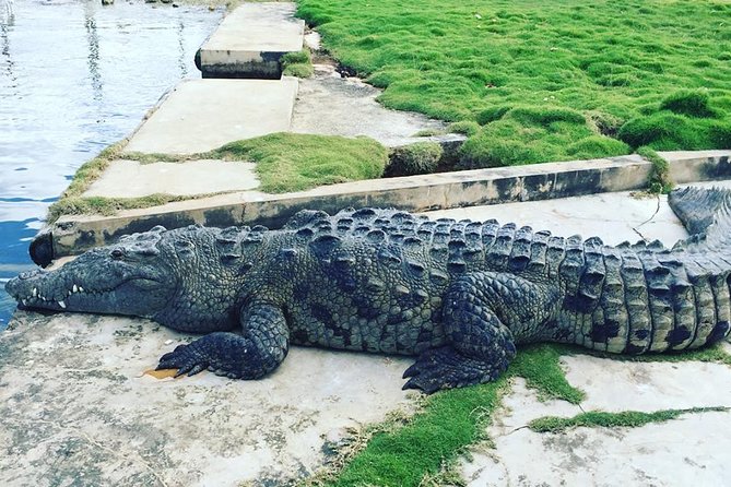 YS Falls, Black River Safari, and Floyd's Pelican Bar Day-Trip (Transportation) - Who should book this day trip (and who might not)