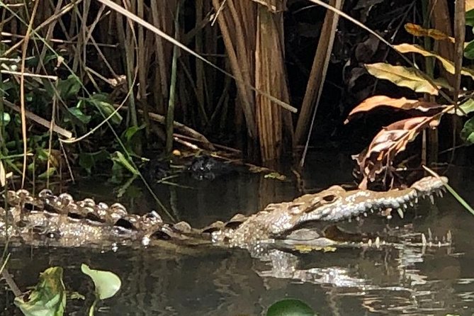 YS Falls, Black River Safari, Appleton Rum Tour OR Pelican Bar (Choose Up to 3) - Key points to know before you go