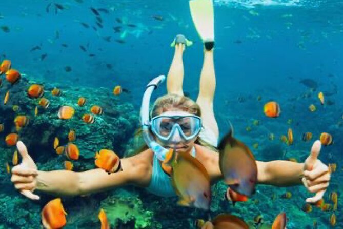 Zip-lining/Horseback Rides/Cat & Atv Inclusive Act with Transpo From Montego Bay - Horseback in the ocean: what it feels like and what to watch